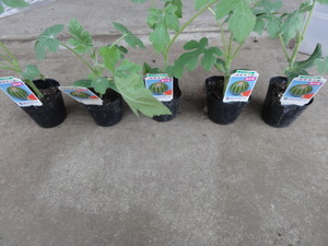 素人野菜研究会（枝豆編）