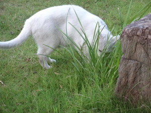 猫　ミルフィー