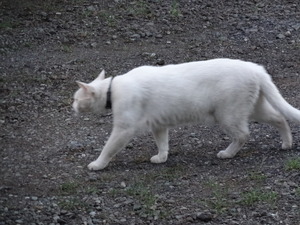 猫　ミルフィー