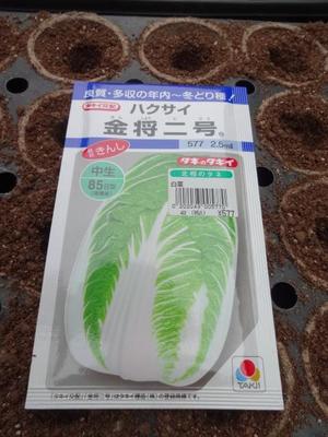 おやじの家庭菜園（種まき）
