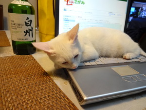 猫のカブ登場！（ナニコレ珍百景）
