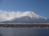 山中湖さくらの物語