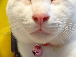 猫のカブ登場！（ナニコレ珍百景）