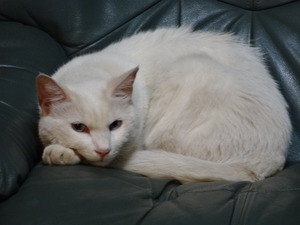 猫　ミルフィー