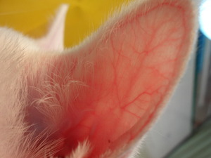 猫のカブ登場！（ナニコレ珍百景）