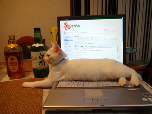 猫のカブ登場！（ナニコレ珍百景）