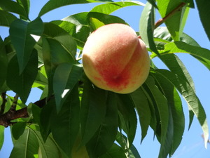 もも狩り　（山梨）