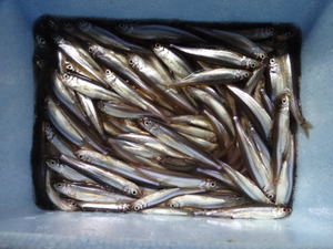 ワカサギ釣り（山中湖）