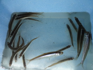 ワカサギ釣り（山中湖）