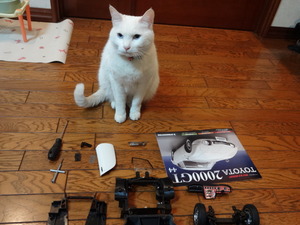 猫の整備士ミルフィー（トヨタ２０００ＧＴ）