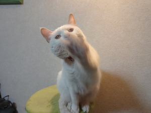 猫の整備士ミルフィー（トヨタ２０００ＧＴ）
