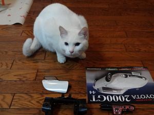猫の整備士ミルフィー（トヨタ２０００ＧＴ）