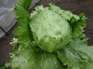 素人野菜研究会（レタス）