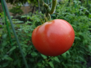 素人野菜研究会（トマト）