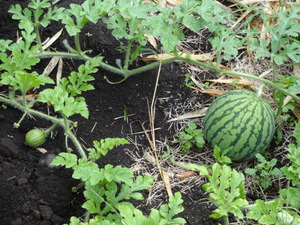 素人野菜研究会（トマト）