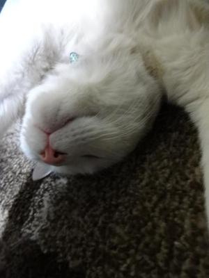 猫の整備士ミルフィー（２０００ＧＴ）