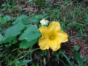 素人野菜研究会（トマト）