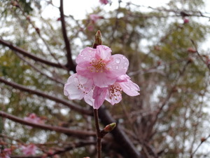 さくら咲く