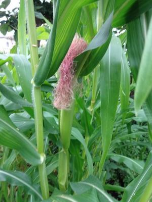 素人野菜研究会