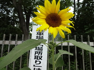 バーベキュー（上大島キャンプ場）