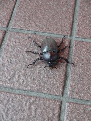 早朝のお客様（かぶと虫）