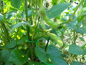 素人野菜研究会