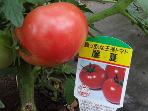 真っ赤なトマト