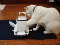 ラスト２０００ＧＴ（猫の整備士）
