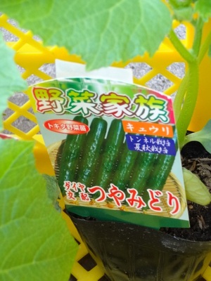 素人野菜研究会(きゅうり)