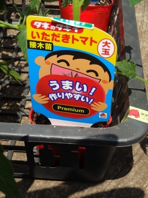 トマトの植え付け(素人)
