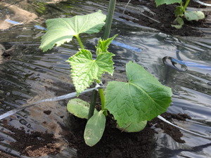 素人野菜研究会(きゅうり)