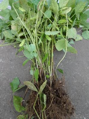 素人野菜研究会（枝豆）