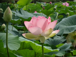 高田城（新潟県）