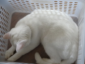 ミルフィーの夏休み