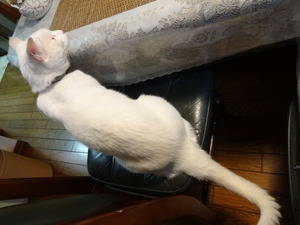ミルフィーの夏休み