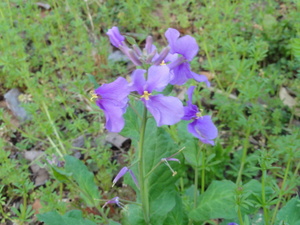 花を贈ります！