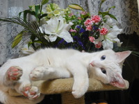 猫の日（２月２２日）