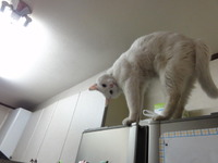 猫の日（２月２２日）