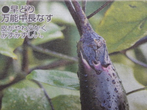 素人の野菜作り（なす）
