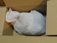 猫の日（２月２２日）