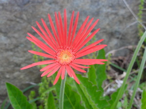 花を贈ります！