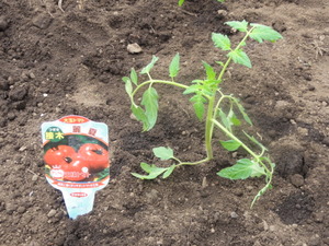 素人野菜研究会（トマト編）