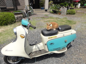 ラビットに乗るラビット？