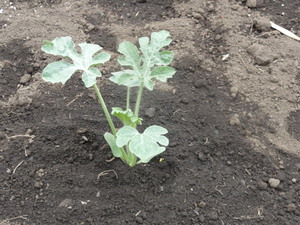 素人野菜研究会（スイカ編）