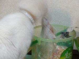 ミルフィーの犯罪！