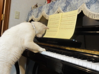 猫の日（２月２２日）