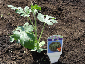 素人野菜研究会