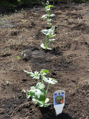 素人野菜研究会