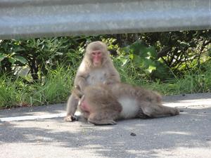 猿の道案内（西伊豆）