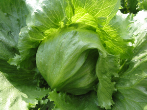 素人野菜研究会